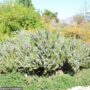 Rosemary – Blue Spire – #1 Container